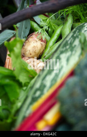 Panier de produits du jardin fraîchement cueillies Banque D'Images