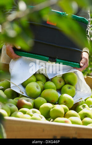 Man Putting fraîchement cueilli les pommes en fort Banque D'Images