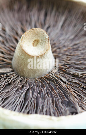 Face inférieure des champignons sauvages sur la surface en bois Banque D'Images