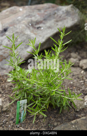 Le romarin plante poussant dans un jardin de fines herbes Banque D'Images