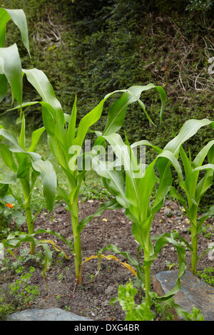 Minipop Sweetcorn poussant dans le jardin de légumes Banque D'Images