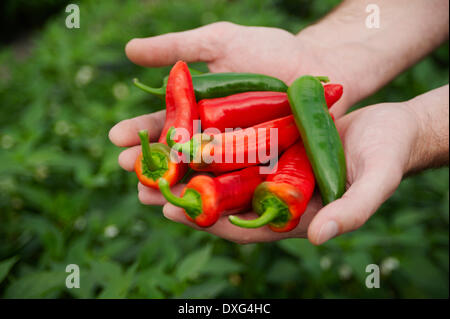 Mains tenant des piments rouges et verts Banque D'Images