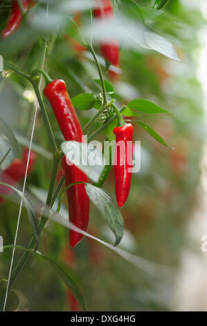 Red Chili Peppers Growing on Plant Banque D'Images