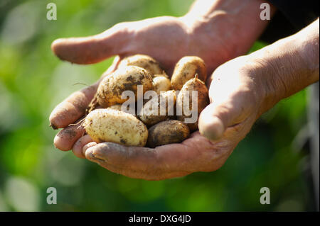 Mains Holding Freshly Dug Pommes de terre Jersey Royal Banque D'Images