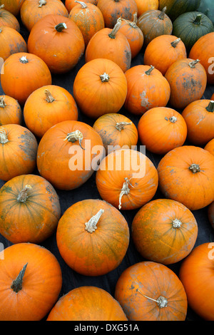 Les citrouilles dans une ferme dans le Nord du Yorkshire dans le nord de l'Angleterre Banque D'Images