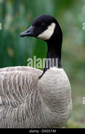 Bernache du Canada (Branta canadensis) Banque D'Images