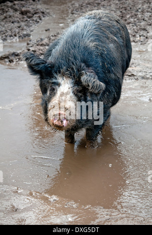 Un cochon noir en tourbière. Close up Banque D'Images