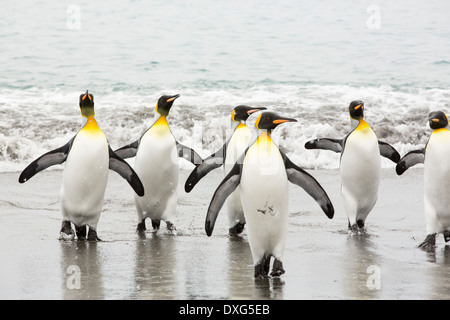 Pingouins roi emege d'un voyage de pêche pour voir sur la plage dans la deuxième plus grande colonie de pingouins roi dans la plaine de Salisbury, Géorgie du Sud, Sud de l'océan. Banque D'Images