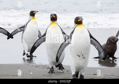 Pingouins roi emege d'un voyage de pêche pour voir sur la plage dans la deuxième plus grande colonie de pingouins roi dans la plaine de Salisbury, Géorgie du Sud, Sud de l'océan. Banque D'Images