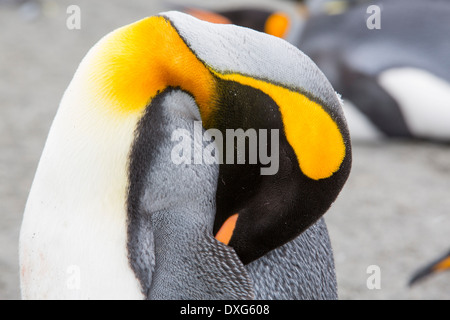 Un Manchot royal dormir dans la deuxième plus grande colonie de pingouins roi dans la plaine de Salisbury, Géorgie du Sud, Sud de l'océan. Banque D'Images