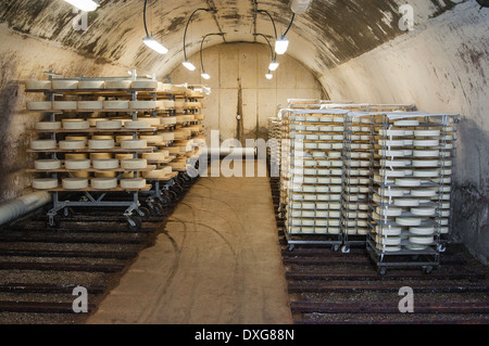 Bayley Hazen Blue fromage artésiens arrondit l'âge dans une grotte cave à Jasper Hill Farm Creamery, 19 janvier 2013 à Greensboro, Vermont. Banque D'Images