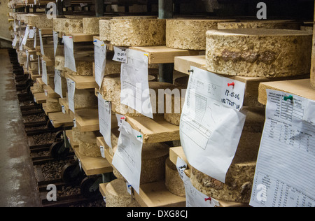 Bayley Hazen Blue fromage artésiens arrondit l'âge dans une grotte cave à Jasper Hill Farm Creamery, 19 janvier 2013 à Greensboro, Vermont. Banque D'Images