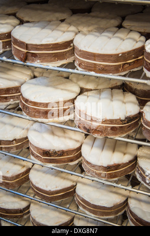 Harbison, une écorce-enveloppés, un puits artésien soft fabrication tours sont vieillies dans une grotte cave à Jasper Hill Farm Creamery, 19 janvier 2013 à Greensboro, Vermont. Banque D'Images