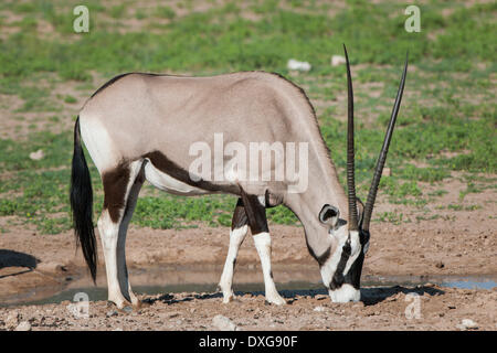 Gemsbok (Oryx gazella) à un étang, Kgalagadi Transfrontier Park, Northern Cape, Afrique du Sud Banque D'Images
