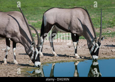 Gemsbok (Oryx gazella) à un étang, Kgalagadi Transfrontier Park, Northern Cape, Afrique du Sud Banque D'Images