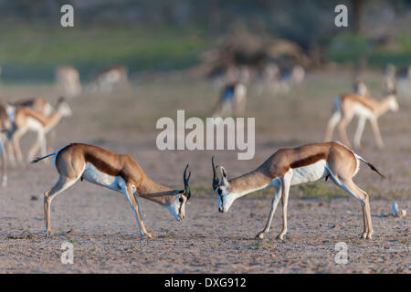 Antidorcas marsupialis Springboks (mâle) luttant pour la domination et rang social dans le troupeau, Kgalagadi Transfrontier Park Banque D'Images