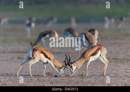 Antidorcas marsupialis Springboks (mâle) luttant pour la domination et rang social dans le troupeau, Kgalagadi Transfrontier Park Banque D'Images