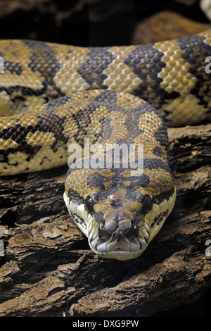Morelia spilota Carpet python (variegata), Guinée, Afrique Banque D'Images