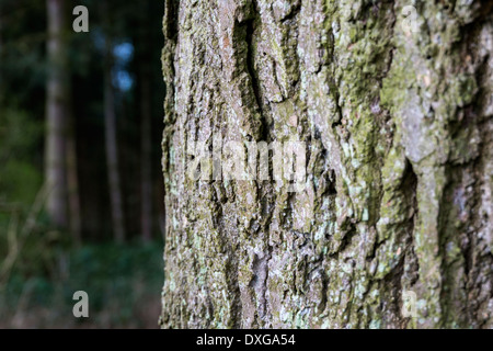 L'écorce de pin dans un bois. Banque D'Images