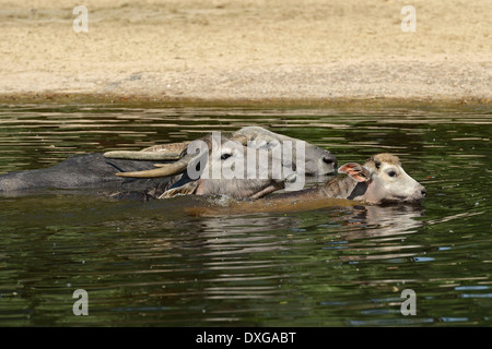 Le buffle d'eau (Bubalus bubalis), groupe dans l'eau Banque D'Images