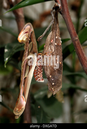 Plus grand atlas moth (Attacus atlas), close-up, accroché à sa nymphe ou chrysalide, couvertes de minuscules oeufs Banque D'Images