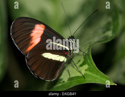 Postman Butterfly ou facteur commun (Heliconius melpomene), 20 images dans diverses formes hybrides, les ailes fermées Banque D'Images