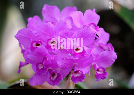 Orchidée Cattleya de Skinner (Cattleya skinneri), la rareté, l'Amérique centrale Banque D'Images