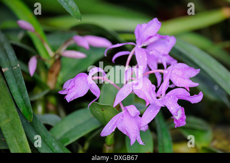 Orchidée Cattleya de Skinner (Cattleya skinneri), la rareté, l'Amérique centrale Banque D'Images