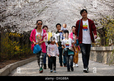 Binzhou, la province de Shandong. Mar 26, 2014. Les touristes voir les fleurs de cerisier cerise sur la montagne de Zouping County de Binzhou City, Shandong Province de Chine orientale, le 26 mars 2014. Les belles fleurs de cerisier ici a attiré de nombreux touristes à venir à l'extérieur pour voir le paysage. © Zhang Hongxia/Xinhua/Alamy Live News Banque D'Images