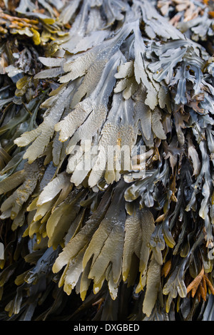Close up of seaweed (crémaillère, Fucus serratus) à Saligo Bay, île d'Islay, Hébrides intérieures, Ecosse Banque D'Images