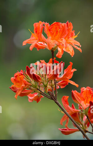 L'azalée (Rhododendron), 'Saturnus' Mollis floraison, hybride, Thuringe, Allemagne Banque D'Images