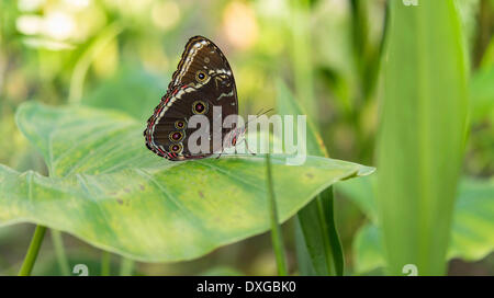 Morpho bleu (Morpho peleides), captive, Munich Banque D'Images