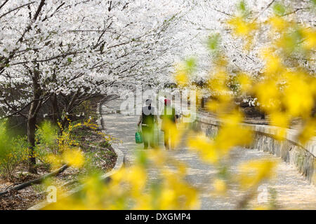 Binzhou, la province de Shandong. Mar 26, 2014. Les touristes voir les fleurs de cerisier cerise sur la montagne de Zouping County de Binzhou City, Shandong Province de Chine orientale, le 26 mars 2014. Les belles fleurs de cerisier ici a attiré de nombreux touristes à venir à l'extérieur pour voir le paysage. © Sun Shubao/Xinhua/Alamy Live News Banque D'Images