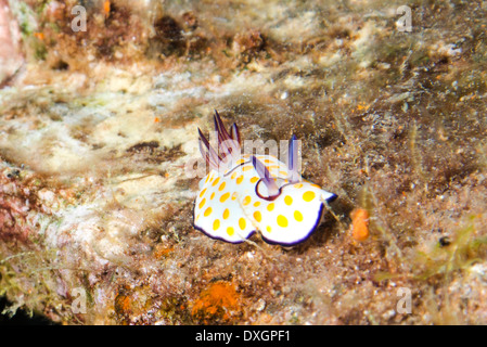 Chromodoris annelé Chromodoris annulata () Banque D'Images