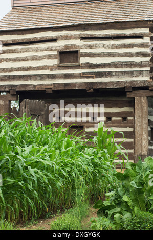 Le maïs au potager du vieux Fort Wayne, Ft Wayne, Indiana. Photographie numérique Banque D'Images