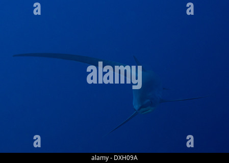 Requin pélagique (Alopias pelagicus) Banque D'Images