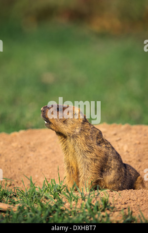 Marmotte Bobak (Marmota bobak) près de sa tanière Banque D'Images