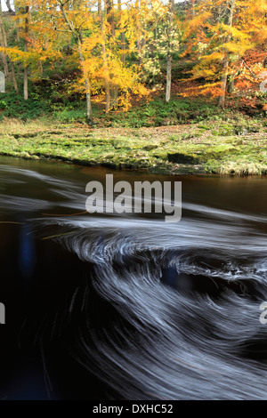 L'automne, de la rivière Ribble, Yorkshire Dales National Park, England, UK Banque D'Images