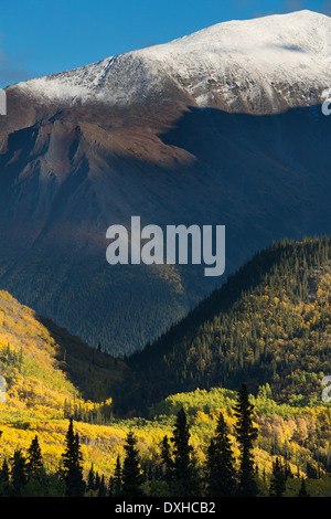 Couleurs d'automne le long de la route du Klondike Sud et d'une ombre ressemblant à la tête d'un jeune loup sur les British Columbia Canada Banque D'Images