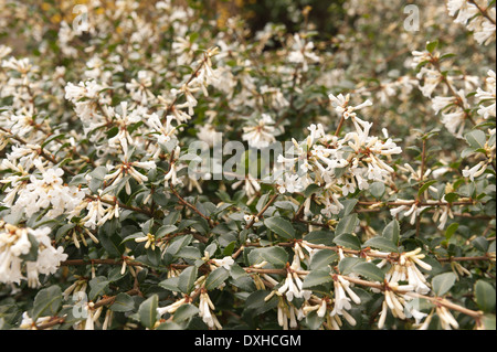 L'Osmanthus delavayi fleurs arbuste dense avec beaucoup de feuilles et fleurs Banque D'Images