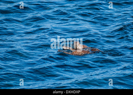 Wild loutre d'Europe, la mère et les deux oursons, baignade en eaux peu profondes dans l'Ecosse Shetland Banque D'Images