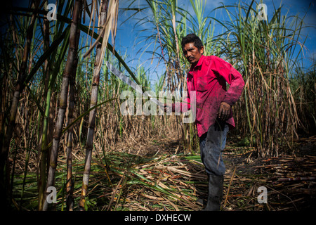 Un agriculteur de la canne à sucre La canne à sucre les récoltes sur une plantation à Belize. La canne à sucre est transformé et vendu comme du sucre Fairtrade Banque D'Images