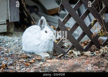 Un sauvage Le lièvre (Lepus americanus) regarde autour de lui avec curiosité dans l'Alberta, Canada. Banque D'Images