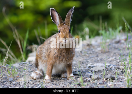 Un sauvage Le lièvre (Lepus americanus) regarde autour de lui avec curiosité dans l'Alberta, Canada. Banque D'Images