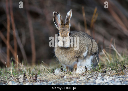 Un sauvage Le lièvre (Lepus americanus) regarde autour de lui avec curiosité dans l'Alberta, Canada. Banque D'Images