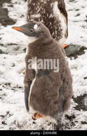 Une Gentoo pingouin ; Pygoscelis papua mue juvénile de son vers le bas pour des profils des plumes, au Gold Harbout, Géorgie du Sud, l'Antarctique. Manchots sont un généraliste quand il s'agit d'alimentation, cela leur a permis d'élargir leur aire de répartition dans l'Antarctique comme Pensinsular le changement climatique réchauffe l'péninsulaire, plus rapide que presque n'importe où ailleurs sur la planète. Banque D'Images