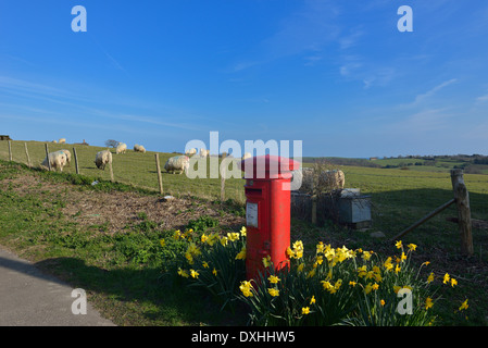 Les agneaux au printemps dans un champ à pett village près de Hastings, East Sussex. Banque D'Images