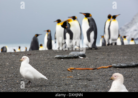 Un Sheathbill enneigés, Chionis albus, dans une colonie de pingouins roi de Gold Harbour, la Géorgie du Sud. Banque D'Images