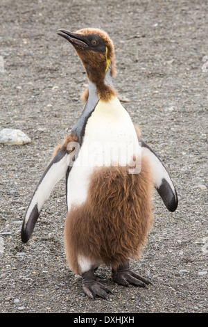 Un jeune roi Penguin de mue juvénile jusqu'à ses plumes adultes à Gold Harbour, la Géorgie du Sud, Sud de l'océan. Banque D'Images