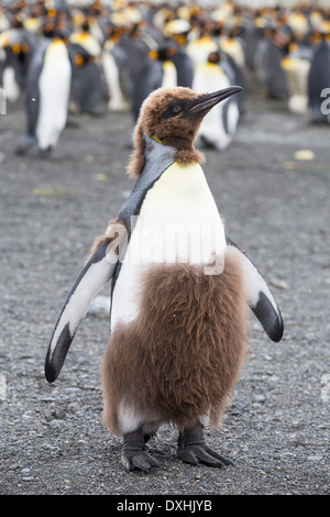 Un jeune roi Penguin de mue juvénile jusqu'à ses plumes adultes à Gold Harbour, la Géorgie du Sud, Sud de l'océan. Banque D'Images